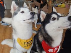 -Husky Go! 哈士奇体验馆·宠物咖啡厅狗咖