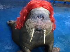 -烟台海昌鲸鲨海洋公园