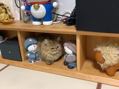 -momokira米努特·德文卷毛猫·棉花面纱犬