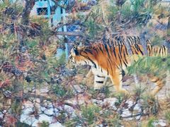 -青藏高原野生动物园