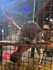 -酷嗒动物文化乐园(cutezoo西溪乐天城店)