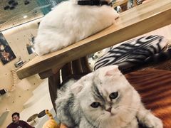 -飞行喵MR PILOT|猫舍·猫咖(静安大融城店)
