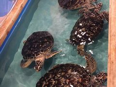 -洛阳龙门海洋馆