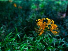 -太子湾公园-九曜山