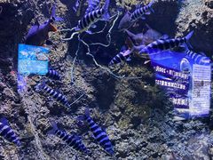 -成都浩海立方海洋公园