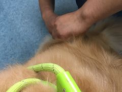 -北京赛佳动物医院