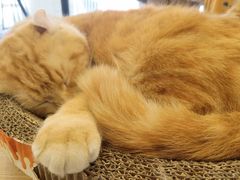 -平行世界·猫咖(首经贸店)