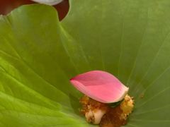 -炎橘·板前料理 Omakase