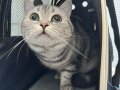 -纳吉亚猫专科动物诊疗中心(蒋宅口分院)