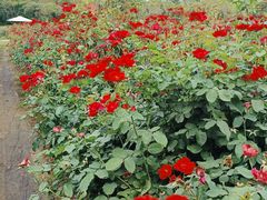 -亚龙湾国际玫瑰谷