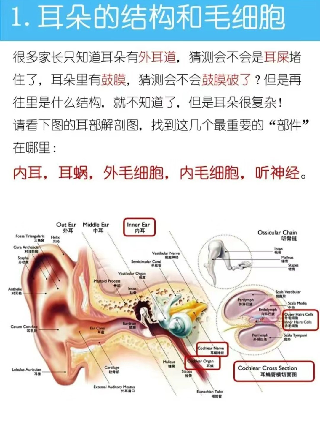 耳朵的结构和毛细胞