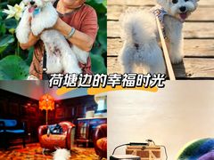 -翊宠yipet猫狗购宠庄园犬舍•猫舍