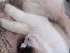 -平行世界·猫咖(首经贸店)