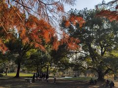 -上海共青森林公园