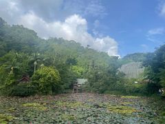 -野象谷景区