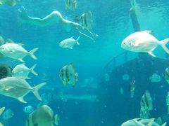 -瑞德姆美人鱼海底演艺主题餐厅(亚龙湾店)