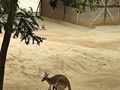 -石家庄市动物园