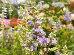 -双季花艺园艺市场(浦东店)