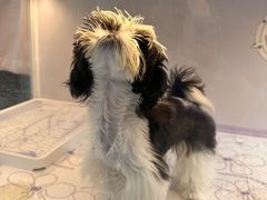 -翊宠yipet猫狗购宠庄园犬舍•猫舍