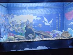 -烟台海昌鲸鲨海洋公园