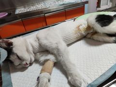 -瑞派福兴宠物医院犬猫全科·骨科·中西医结合(河东店)