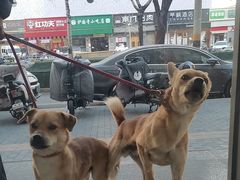 -全心全意连锁动物医院·微创中心·内科急重症·心脏专科(丰管路店)
