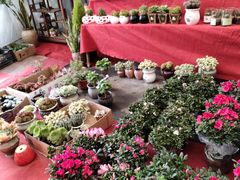 -龙大花卉苗木市场