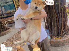 -柴犬高等学院·狗咖·柴犬售卖·宠物训练