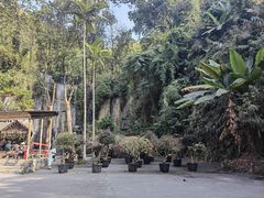 -西双版纳原始森林公园