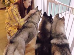 -Husky Go! 哈士奇体验馆·宠物咖啡厅狗咖