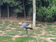 -西霞口神雕山野生动物世界