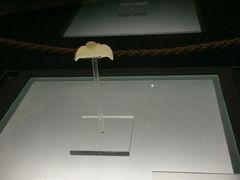 -平顶山博物馆