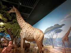 -陕西自然博物馆