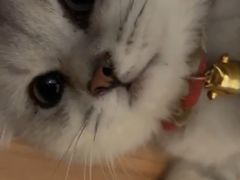 -糯米喵星人总部直营旗舰店·猫舍·幼猫出售