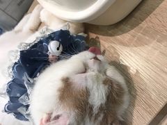 -BABIT巴比特宠物(MOMOPARK店)