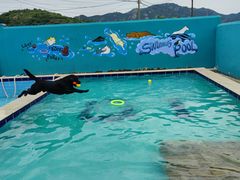 -趣玩宠物乐园寄养训犬训狗游泳池