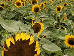 -中国天府农业博览园