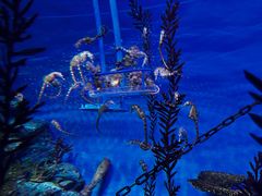 -上海海洋水族馆