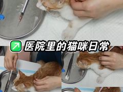-科道动物医院·急重症中心(万达院)
