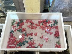 -青石桥花鸟鱼虫市场(叠翠城店)