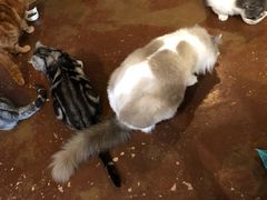 -猫猫幼稚园·撸猫·桌游·电玩