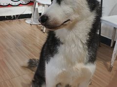 -喵小馆·猫咖狗咖猪咖·饮品店