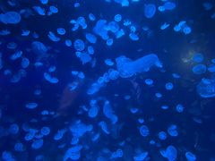 -江和美海洋公园