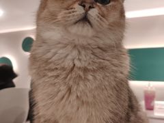 -飞行喵MR PILOT|猫舍·猫咖(静安大融城店)