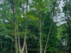 -桤木河湿地公园