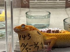 -酷以爬仙阁实体爬宠店·守宫·蜥蜴·专业繁育