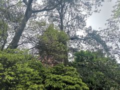 -缙云山景区