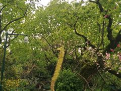 -西湖外事游船(花港观鱼码头)