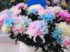 -陕西省西安植物园