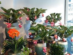 -青石桥花鸟鱼虫市场(叠翠城店)